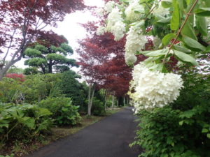 ミナヅキ　モミジ